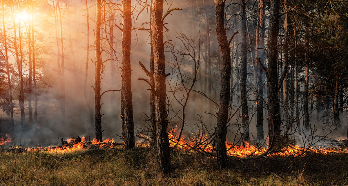 Photo of Wildfire