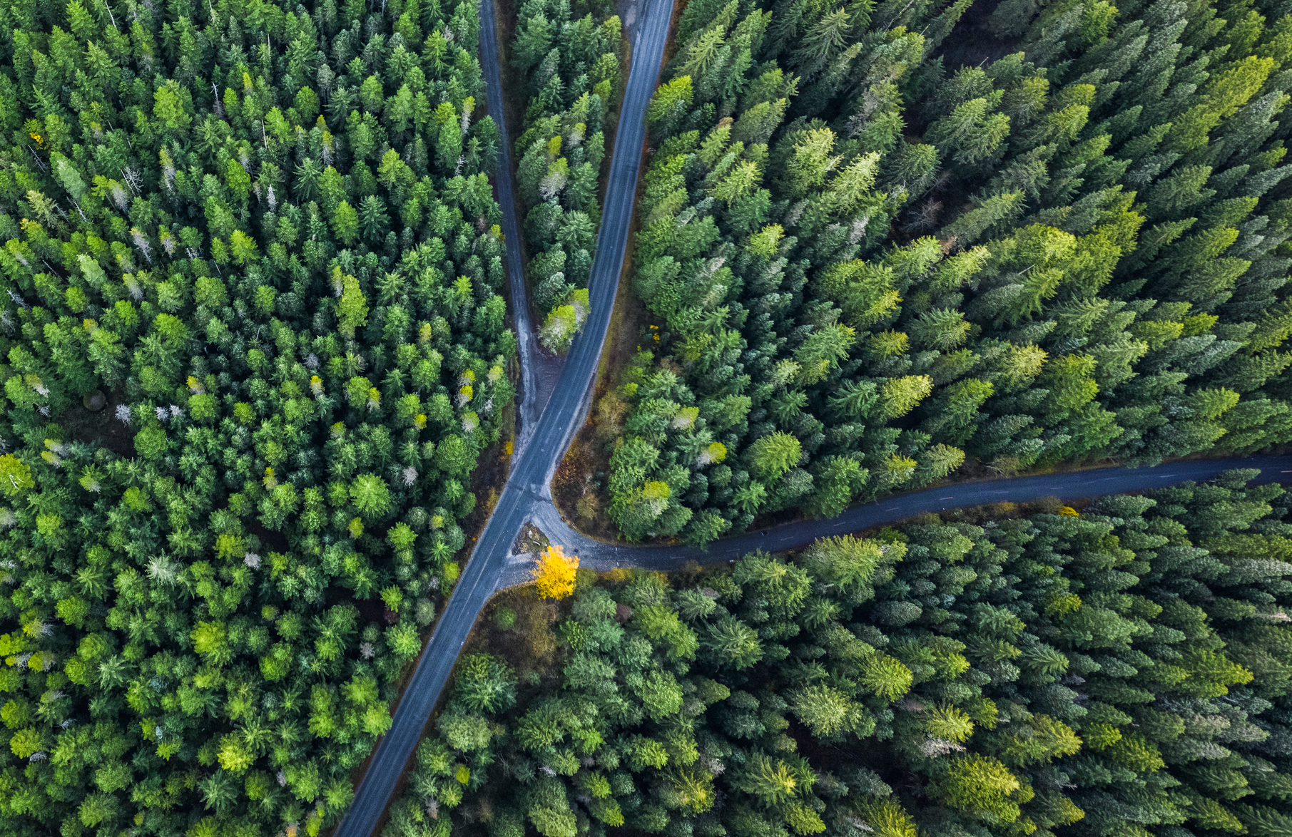 Aerial view of a winding road intersection cutting through a dense green forest, with a single bright yellow tree near the center.