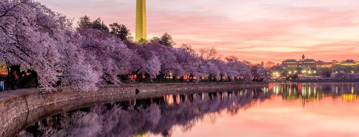washington-dc blossom 