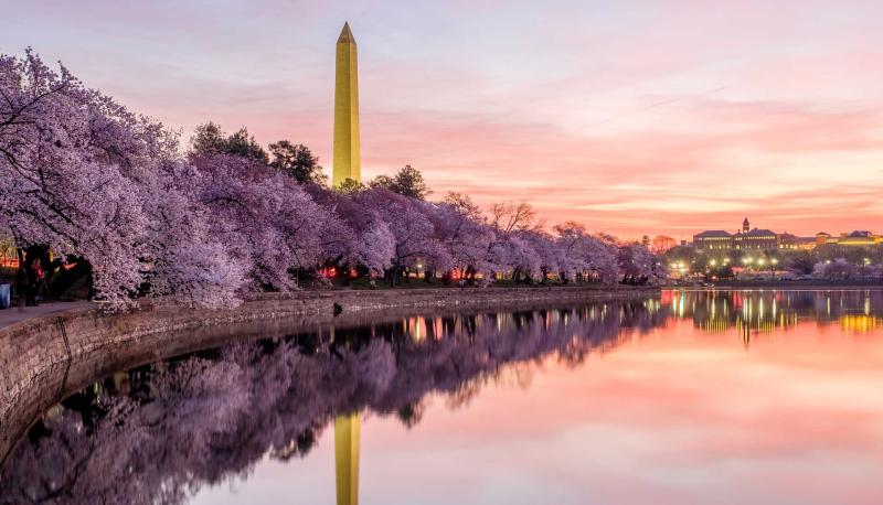 washington-dc blossom 